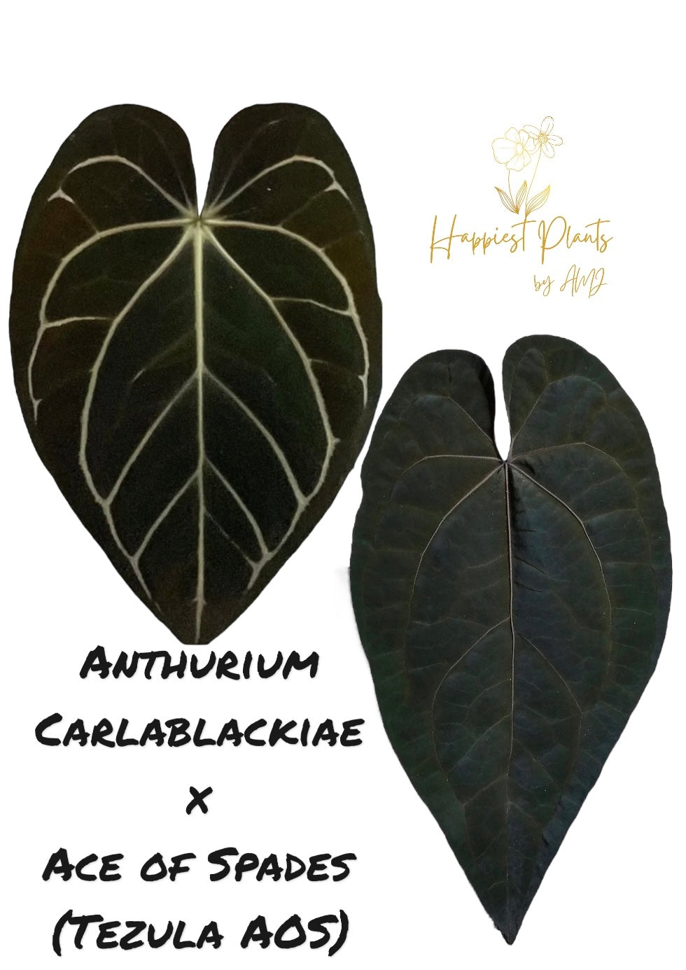 Anthurium Carlablackiae x Ace of Spades (Tezula AOS) – HappiestPlants