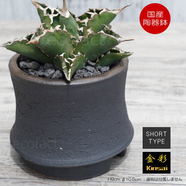 楽天市場】パキポディウム グラキリス（植木鉢・プランター