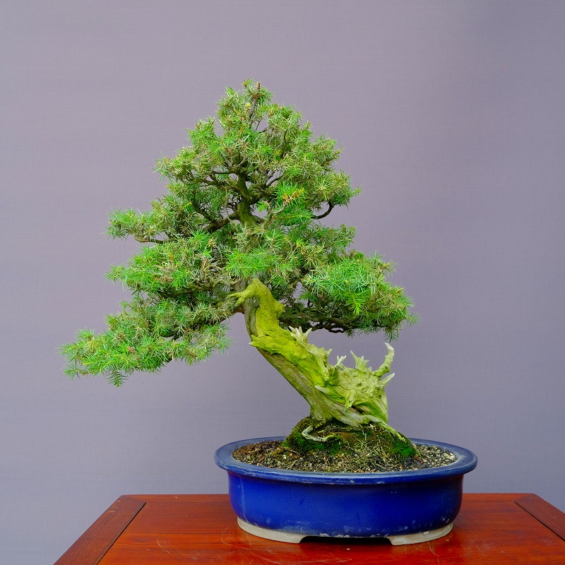 山採り 小品盆栽 杜松 逸品 盆栽 シャリ幹 山採り 小品盆栽 杜松 逸品