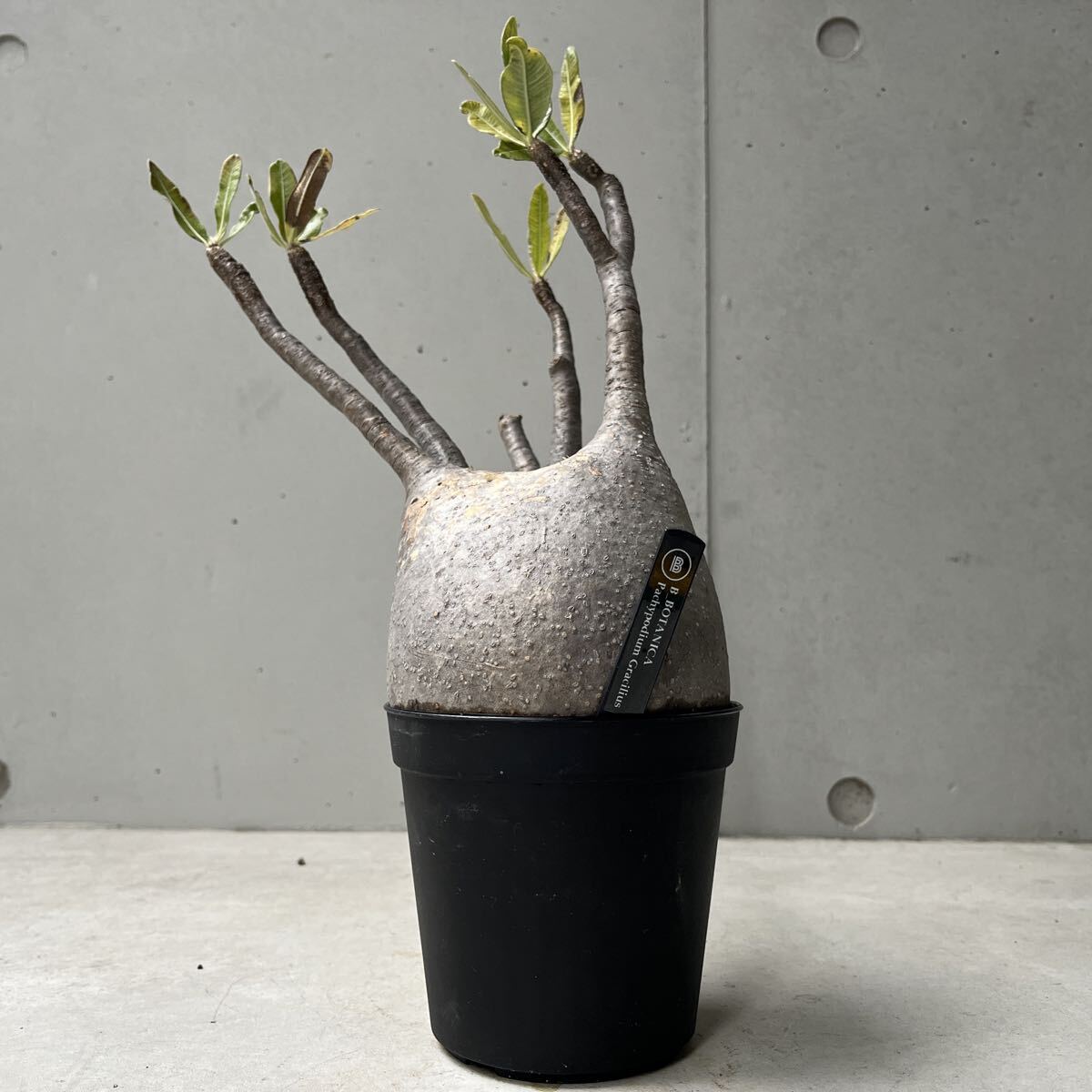 Yahoo!オークション -「パキポディウム グラキリス 現地球」の落札相場