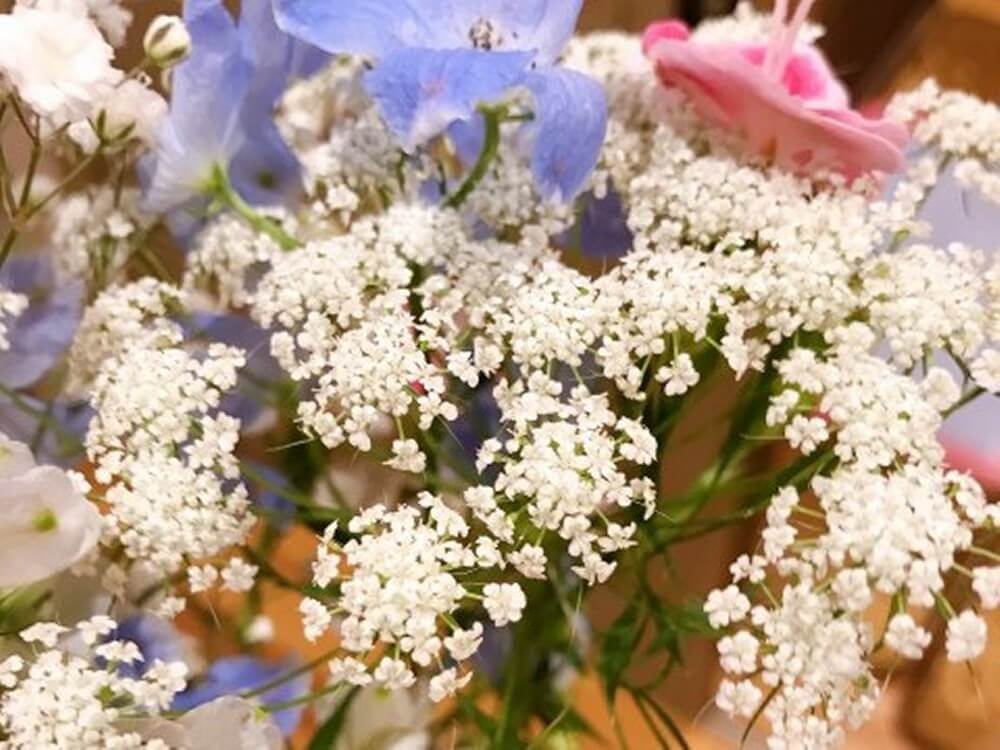 ホワイトレースフラワーの育て方｜種まきの時期や増やし方は