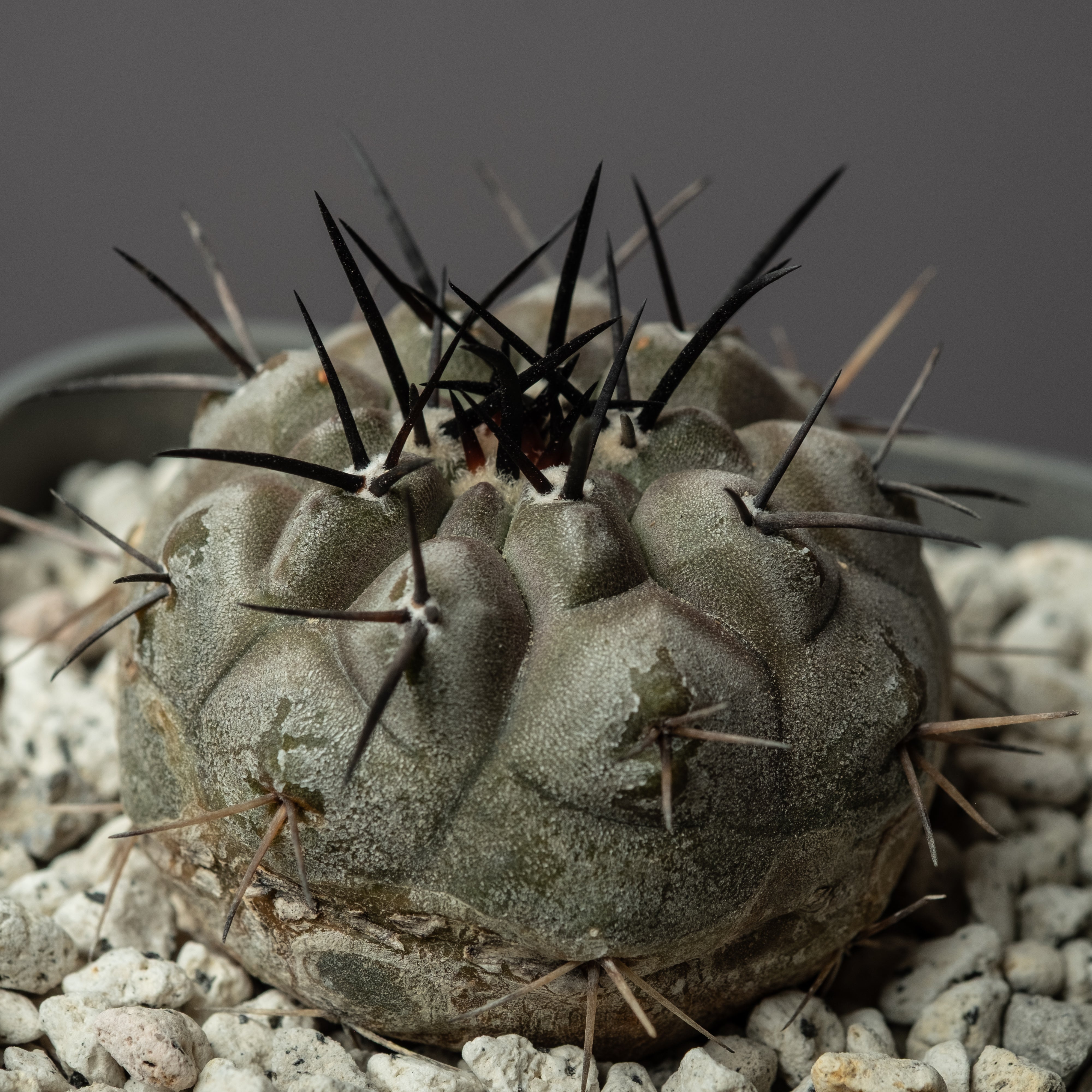 Copiapoa cinerea黒王丸 #2 – ECHO PLANTS