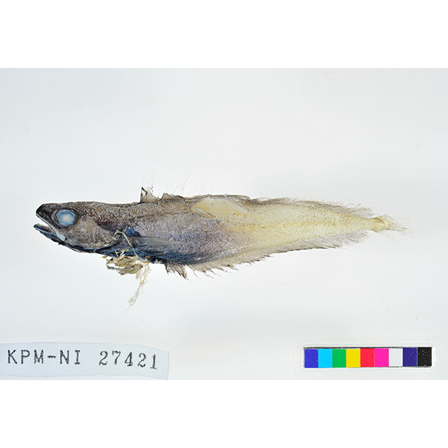 魚類写真資料データベース - KPM-49572