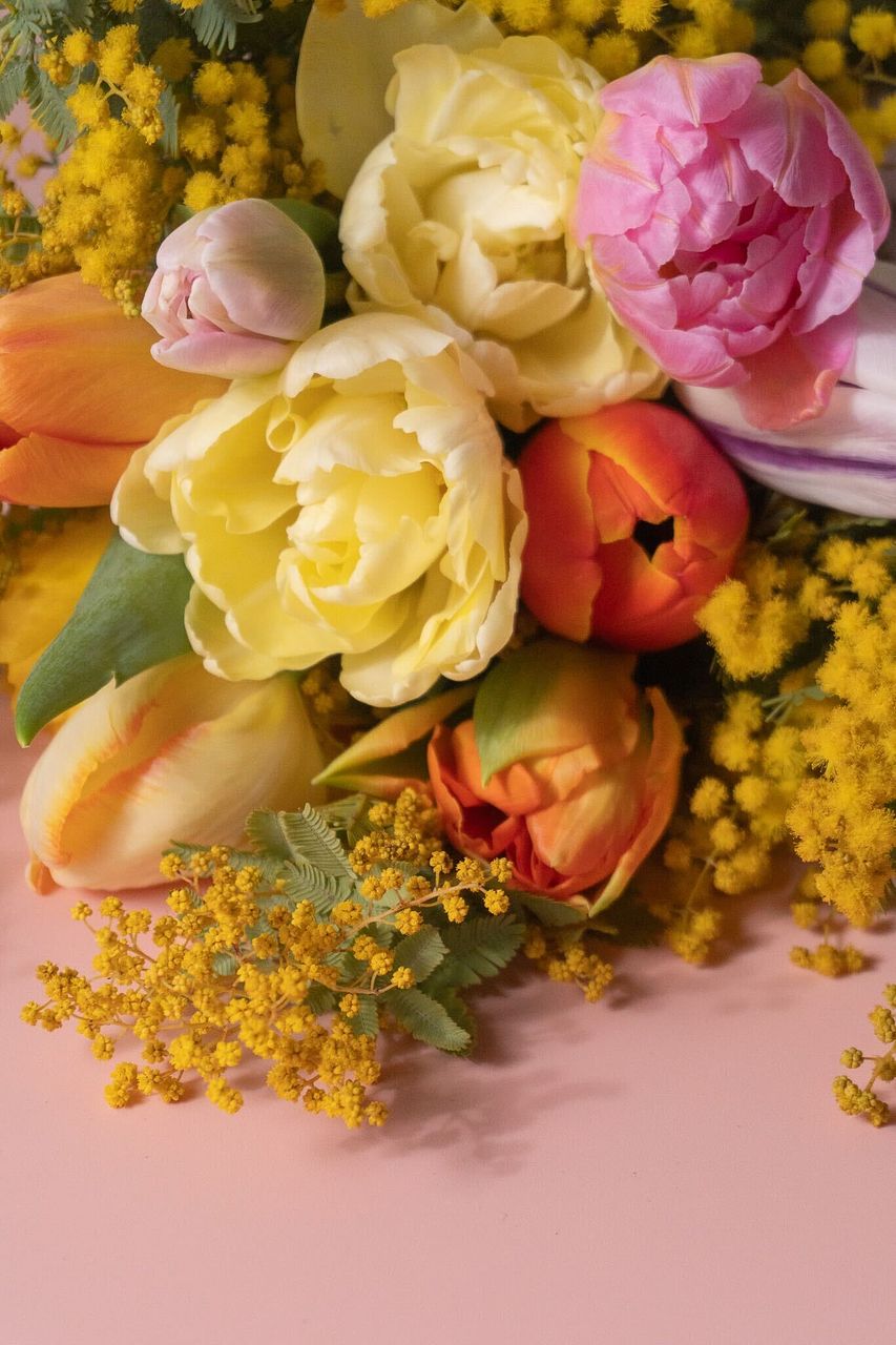 産直】チューリップ「フレミングベイビー」水耕栽培キット