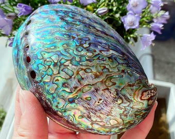 大きなアワビの貝殻（12～13cm）：天然貝殻のホームデコレーション