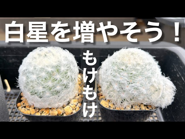 Cactus] How to grow the popular white star cactus. A koromoke