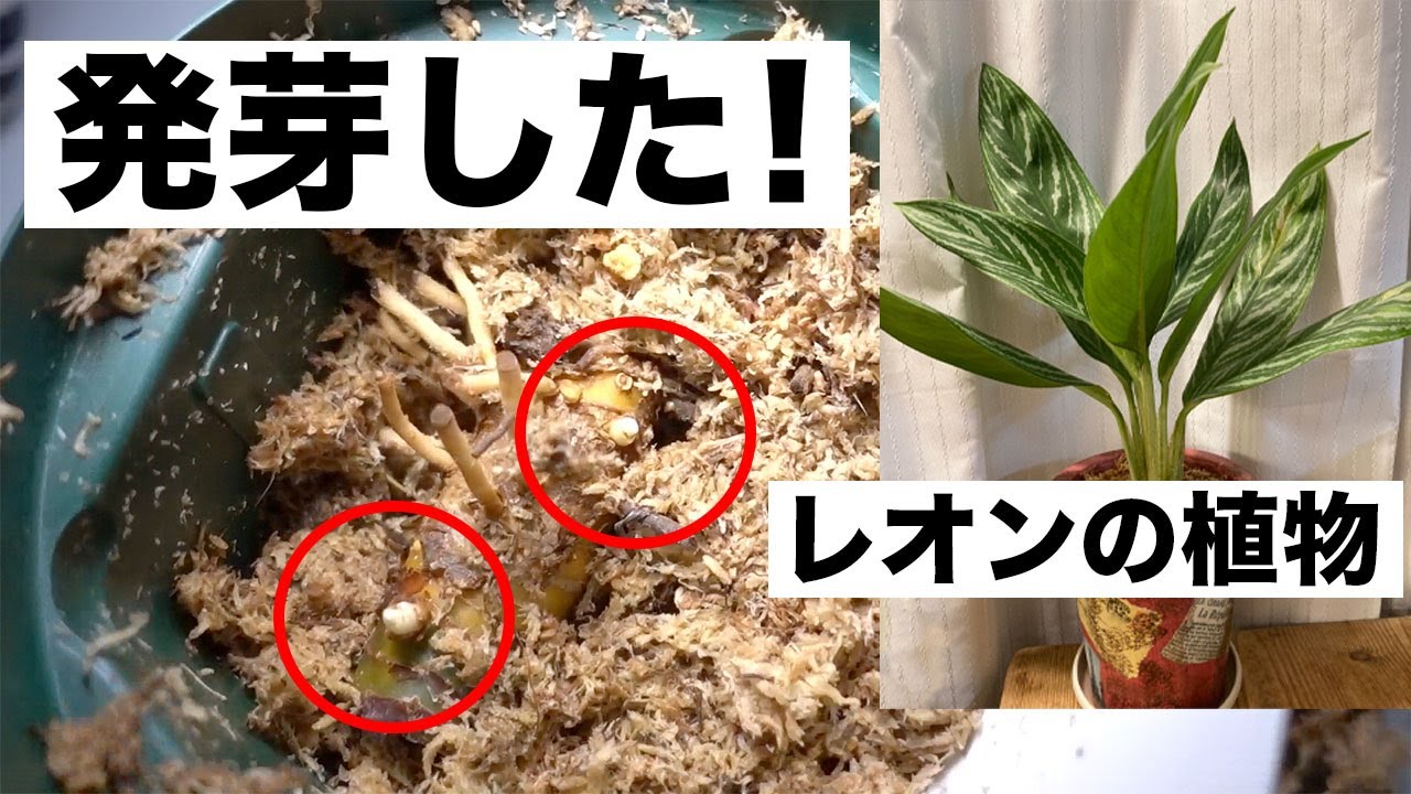 アグラオネマ カーティシー（レオンの植物）の増殖その後！ - YouTube