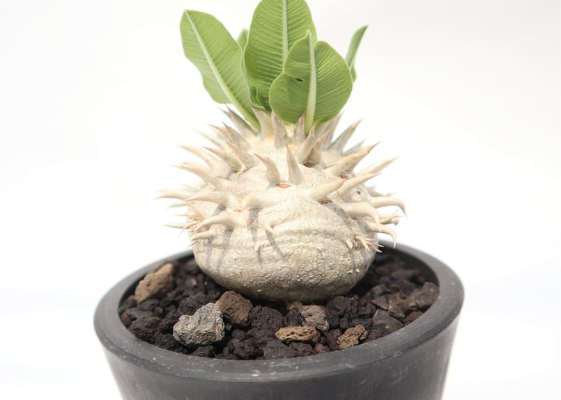 パキポディウム 恵比寿笑い 実生 №5 | mana's farm:塊根植物・アガベ