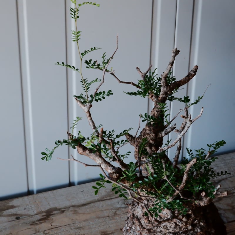 大株 オペルクリカリア パキプス φ 15cm［No.44］ × 根本峻吾 作 S.N