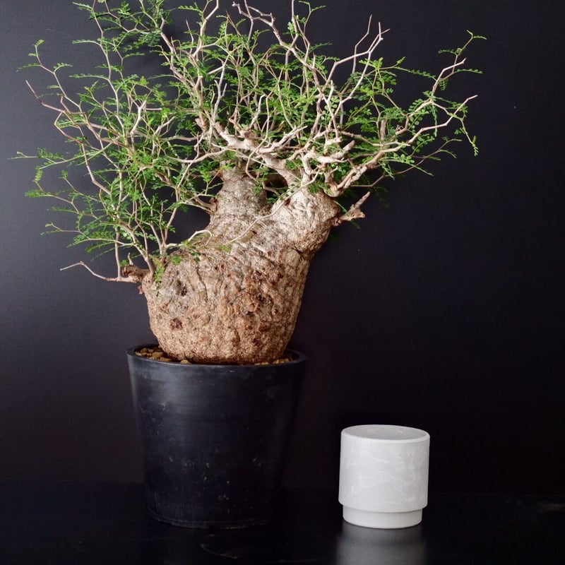 巨大 オペルクリカリア パキプス［No.12］ | Botanical Holic