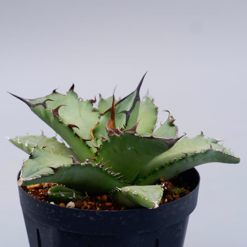 アガベ オテロイ 実生株 Agave oteroi seeding 101 | Sunny