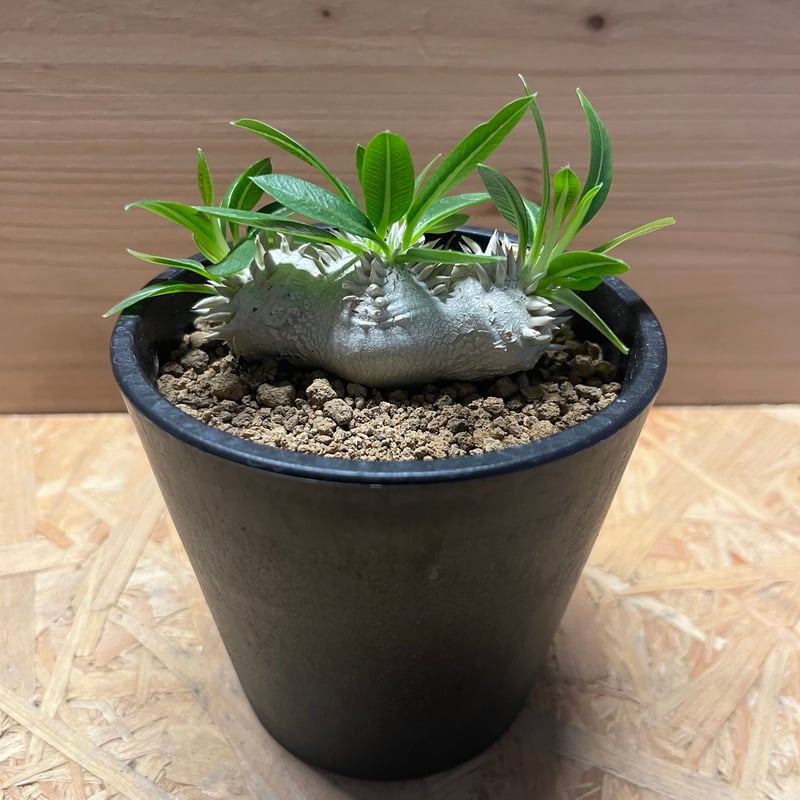 パキポディウム 恵比寿笑い | GREEN LUCK