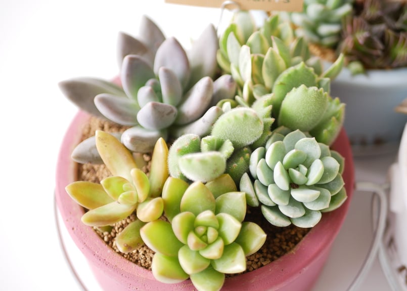多肉植物 寄せ植え すぐ飾れる 可愛い | インテリアグリーンとギフト