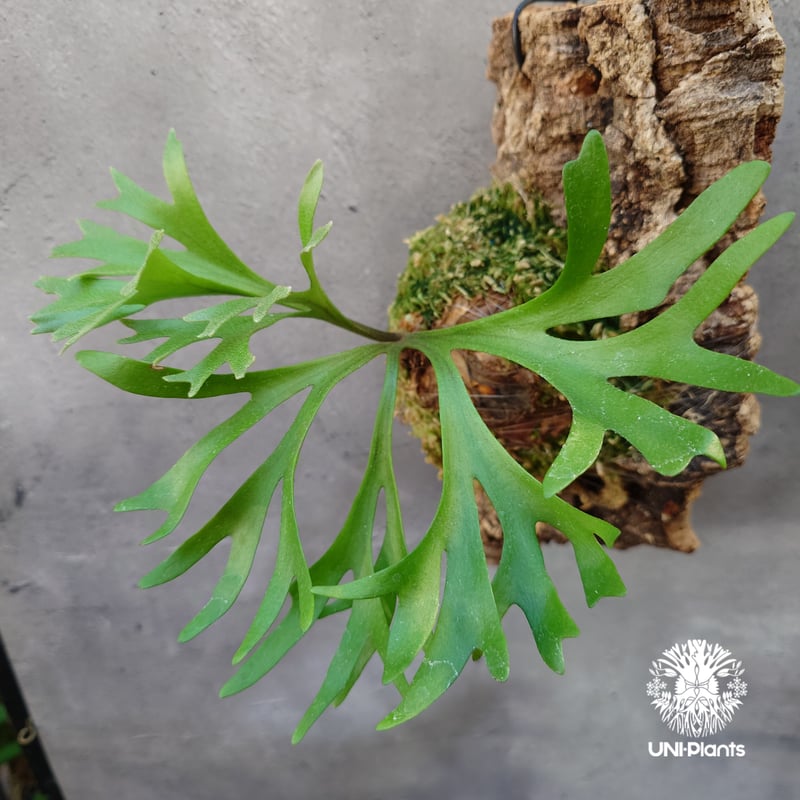 ビカクシダ キッチャクード シンリーフ Platycerium Kitshakood thin