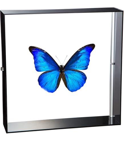 Amazon.co.jp: 蝶の標本 デイダミアモルフォ Morpho deidamia モルフォ