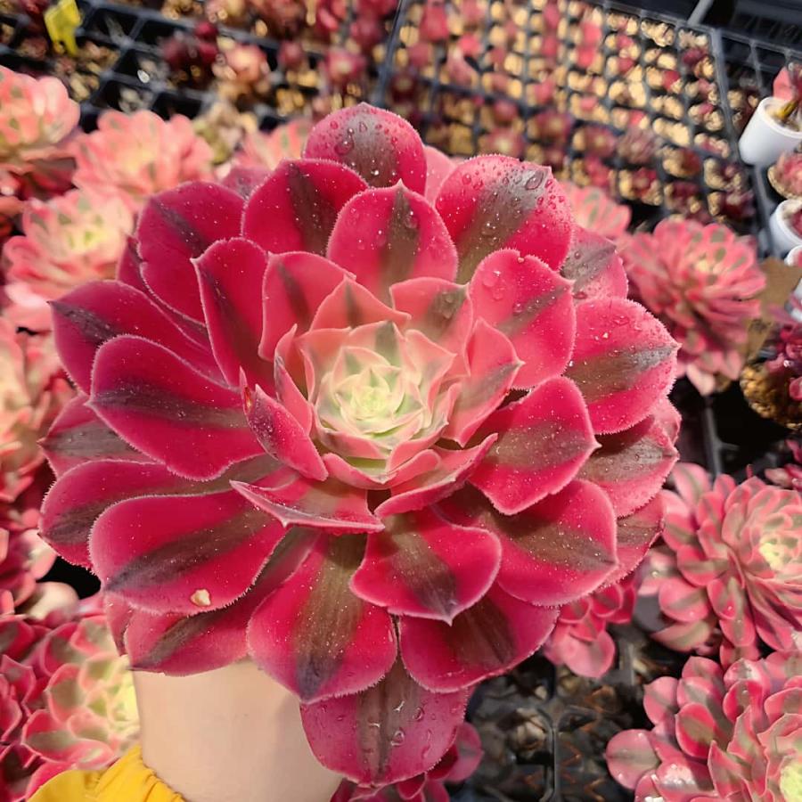 農園直売 多肉植物 アエオニウム ピンクウィッチ（錦）単 美苗 観葉