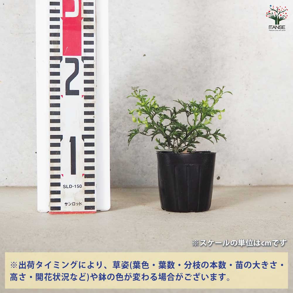 クレマチス カートマニージョー 【花苗 3号ポット】｜ 【植物の