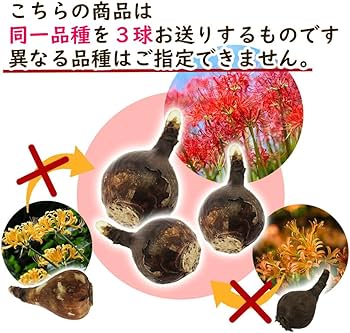 Amazon.co.jp: 「 フリンジ咲き チューリップ 球根【5．赤白花