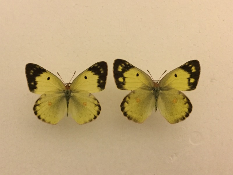 ギフチョウ、本日も好天に恵まれて、、、 : しっぽスターの娯楽
