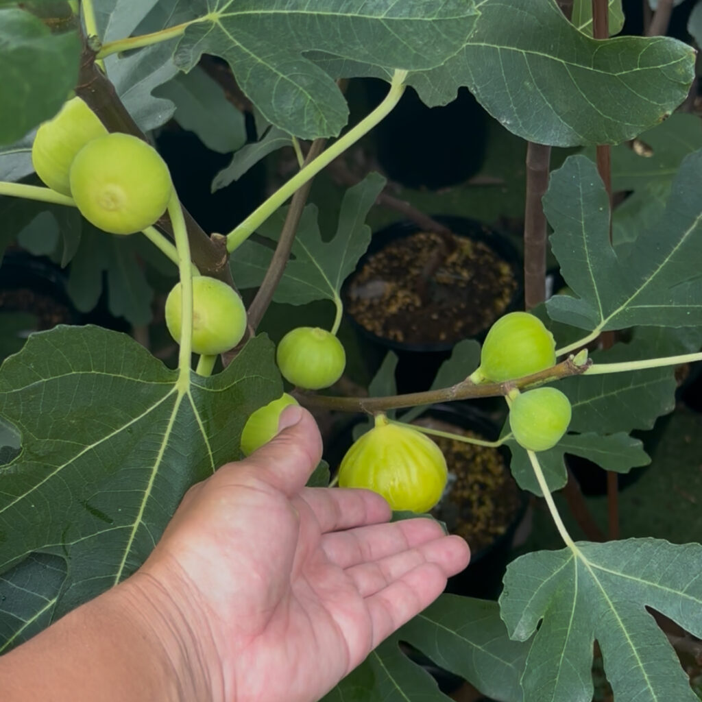 ゴールデンリバーサイド（Golden Riverside UCR）完全ガイド｜ゼリー食