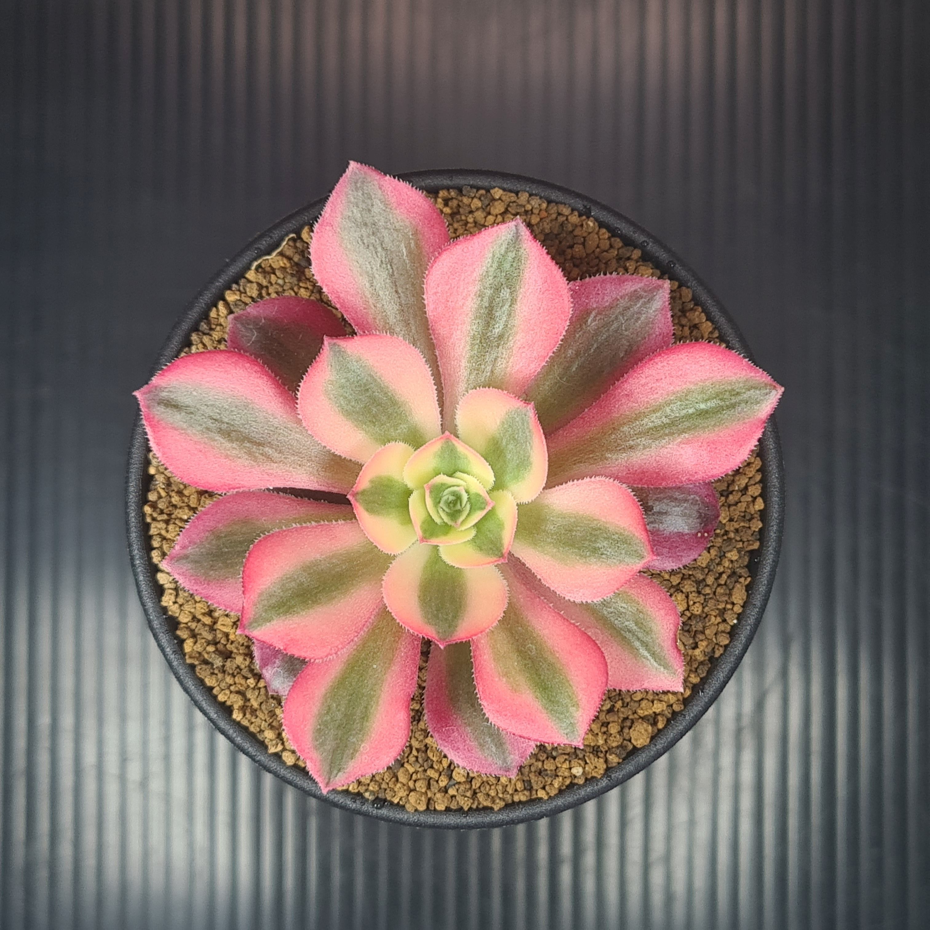 楽天市場】レア品種 アエオニウム ピンクレディ錦 3号サイズ POT苗