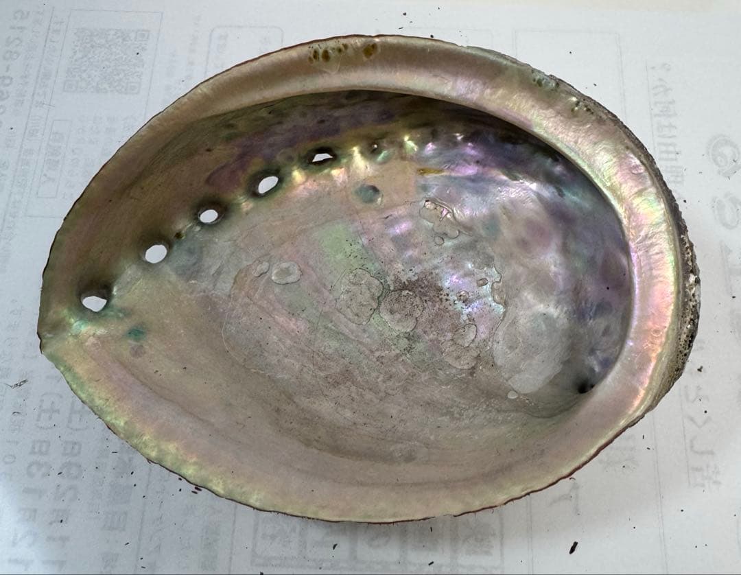 あわび　貝殻　約18×13㎝ 岩田県産 アワビの貝殻(10-12cm) | 仲沢商店