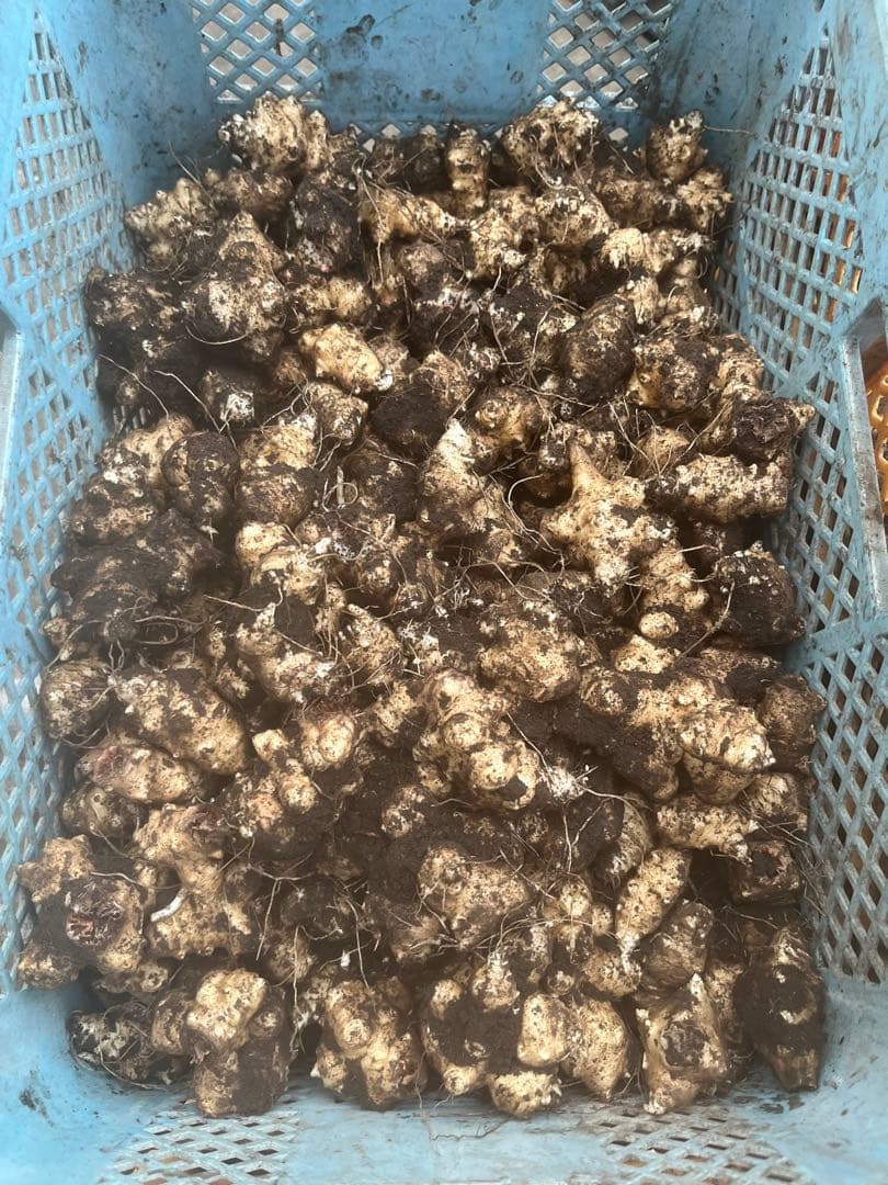 球根】フレミングベイビー ミニチューリップ 7球 水耕栽培 レア品種