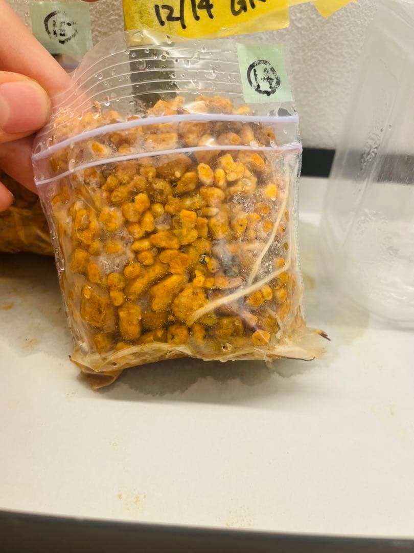 ゴールデンリバーサイド&ダルマティ】 苗木 いちじく No.14.15 - メルカリ