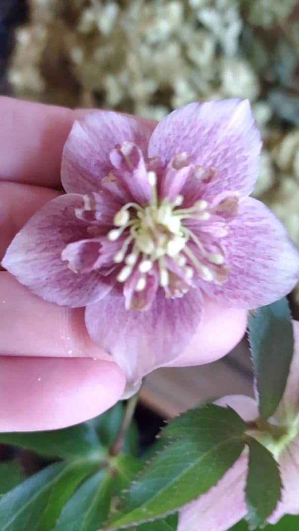 確認用  花苗 sd1_d061aa7e3406ce7d924950c018