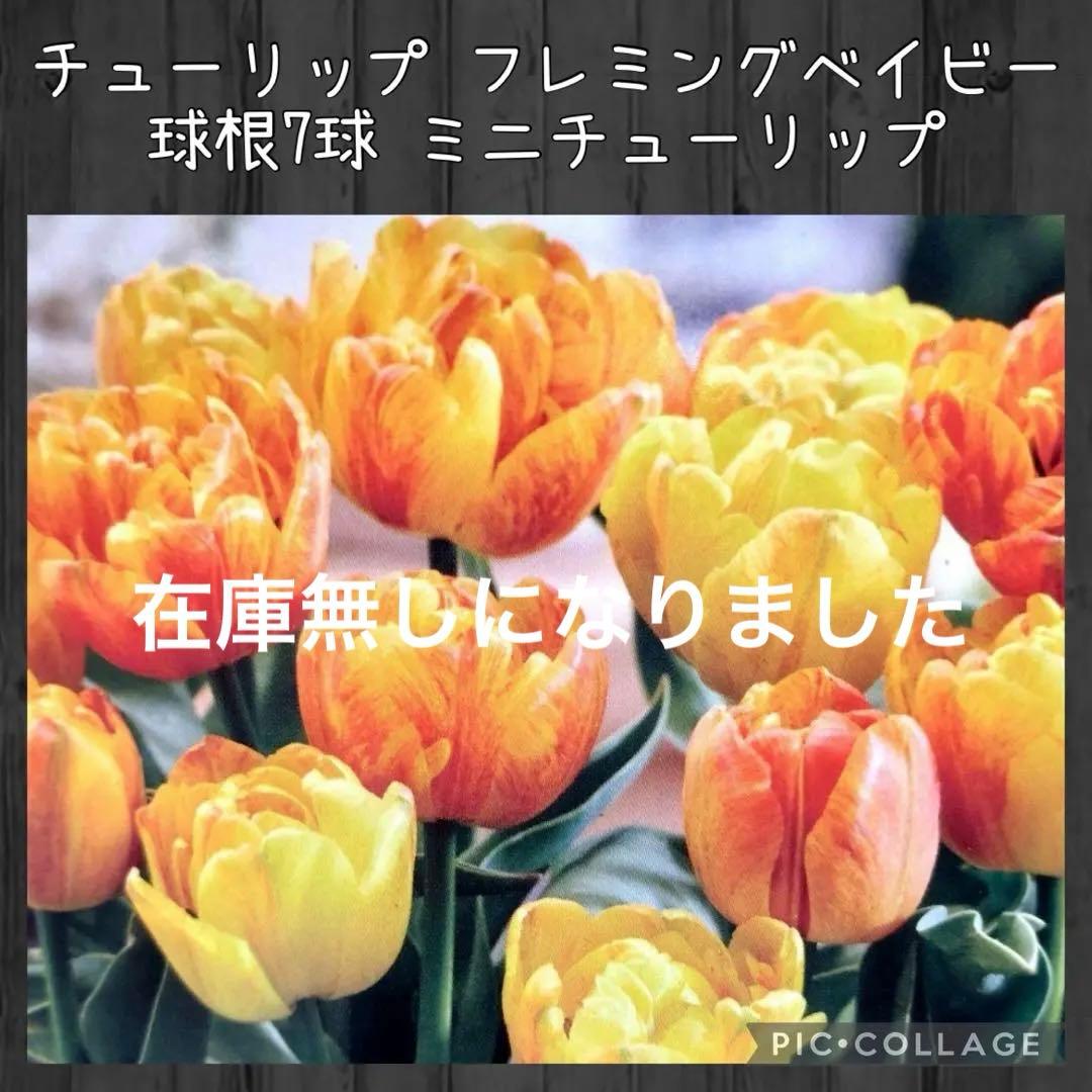 【球根】フレミングベイビー　ミニチューリップ　7球　水耕栽培　レア品種　数量限定 球根】フレミングベイビー ミニチューリップ 7球 水耕栽培 レア品種