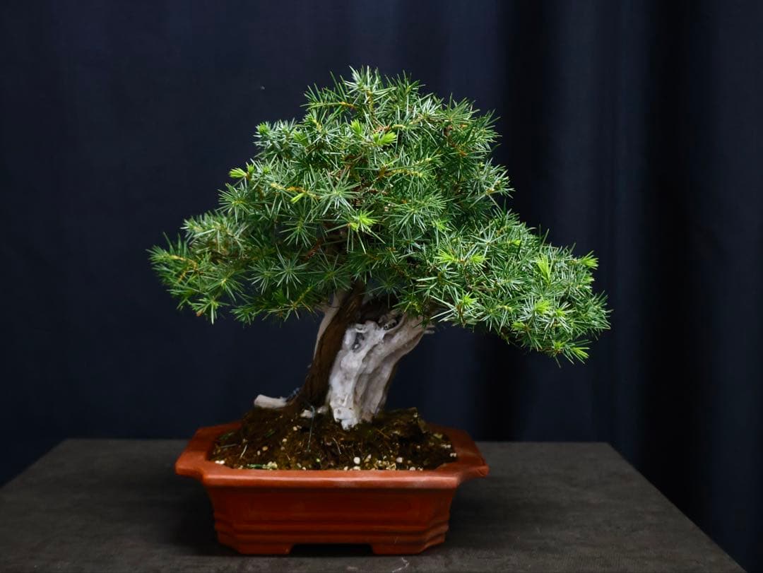 山採り　小品盆栽　杜松　逸品　盆栽　シャリ幹 山採り 小品盆栽 杜松 逸品 盆栽 シャリ幹 山採り 小品盆栽 杜松 逸品