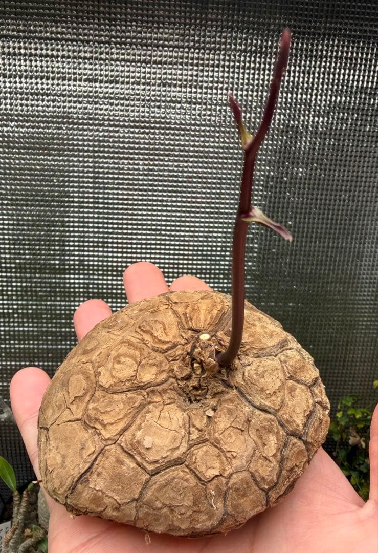 35. ディオスコレア　メキシコ亀甲竜 Dioscorea Mexicana メキシコ亀甲竜 （個体番号MKR-35） - アグリューム