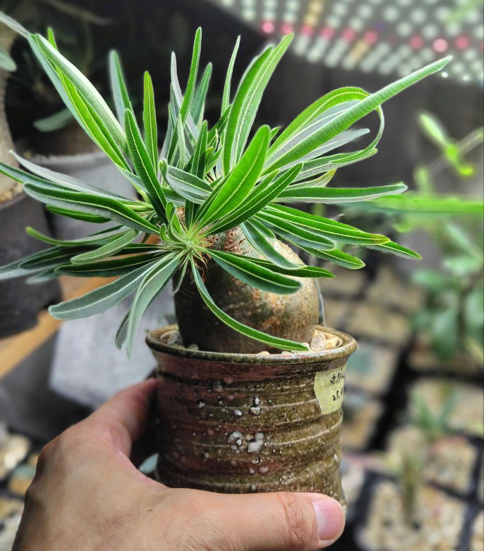 【発根済】グラキリス　良形　手乗り丸グラ　極上株　現地球 パキポディウム グラキリス【S】現地球/発根済み PGS-1 | Laule'a PLANTS