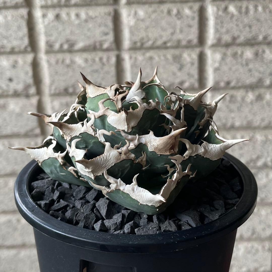 【清櫻】 Lize血統、OC直子、発根済み子株③