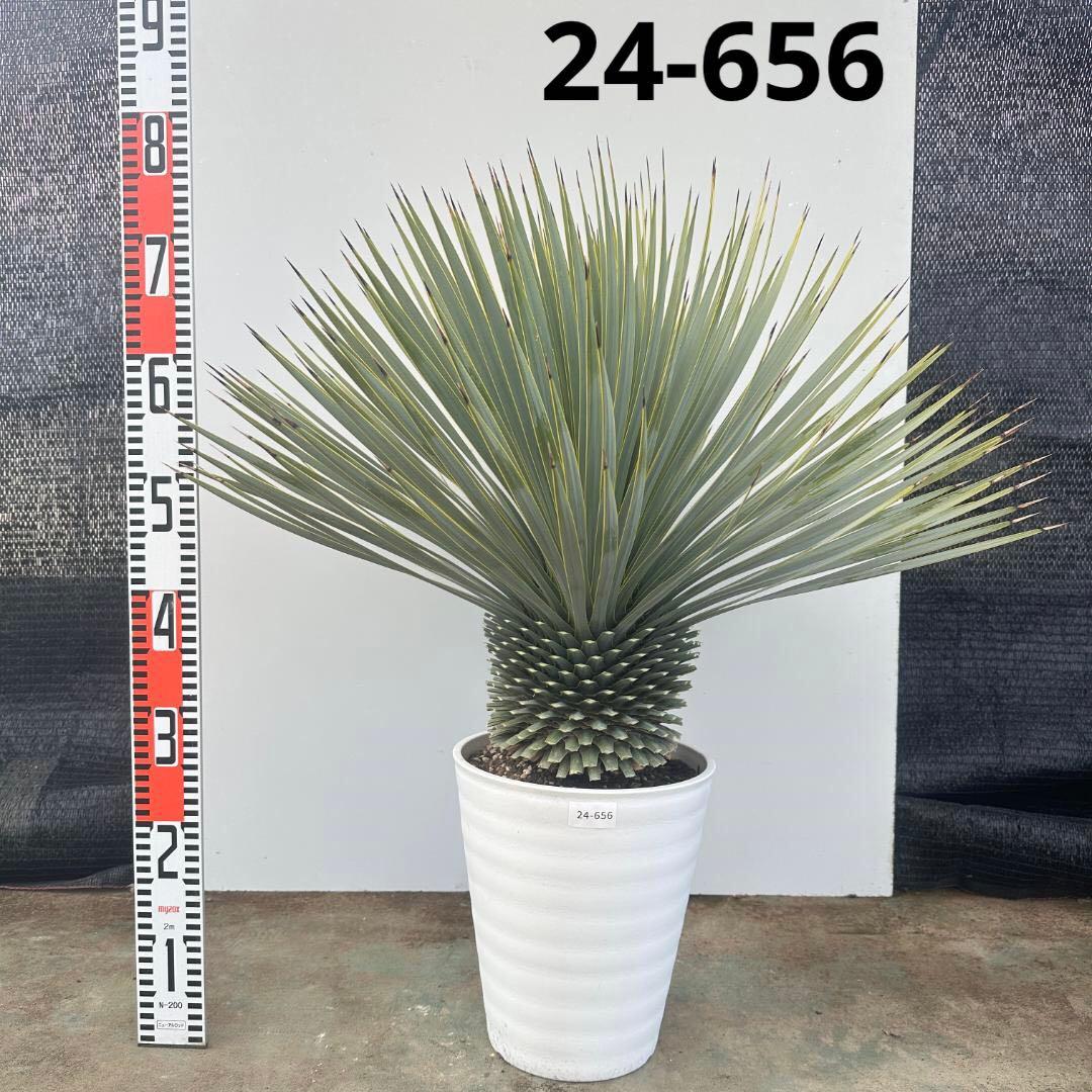 ユッカ　ロストラータ【24-656】超超美形　シルバーブルー 楽天市場】ユッカ ロストラータ 5号鉢 耐寒性 耐暑性 丈夫 植木 庭木