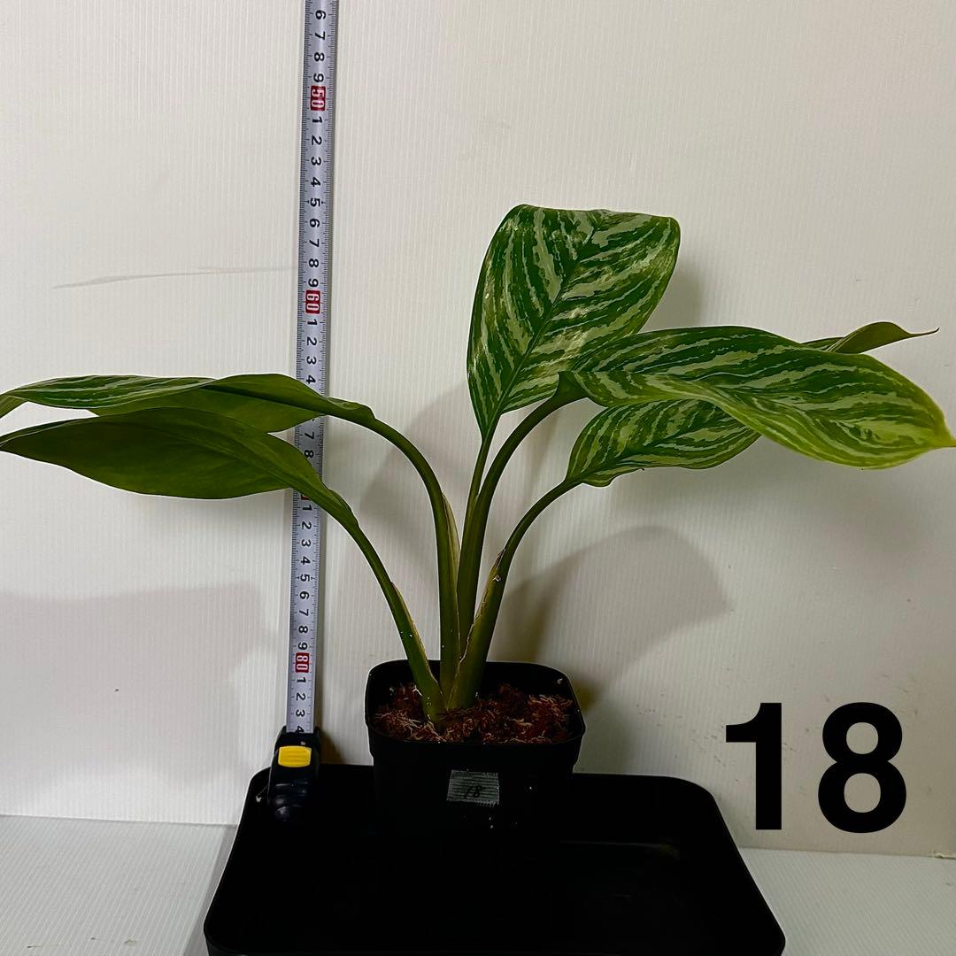 アグラオネマ ニティドゥム カーティシー 観葉植物 LEON レオン 395 レオンが愛した『アグラオネマ カーティシー』観葉植物 【送料無料