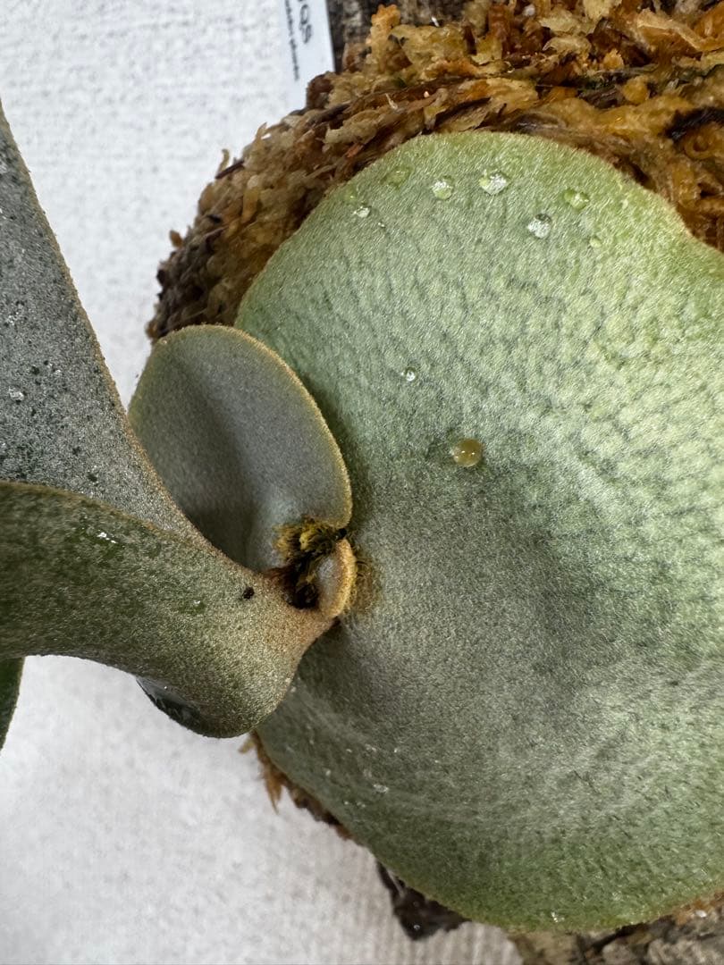 P. FWSQ FW ビカクシダ OC株 株分 コルク 長期養生株 - メルカリ