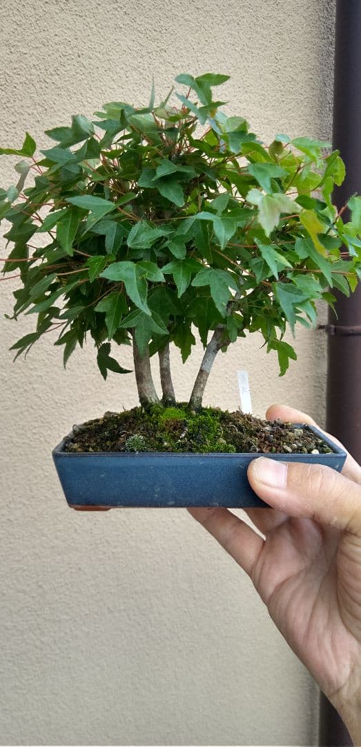 小品盆栽楓 カエデ寄せ植え 綺麗に紅葉するかな？ #bonsai #tridentmaple #盆栽
