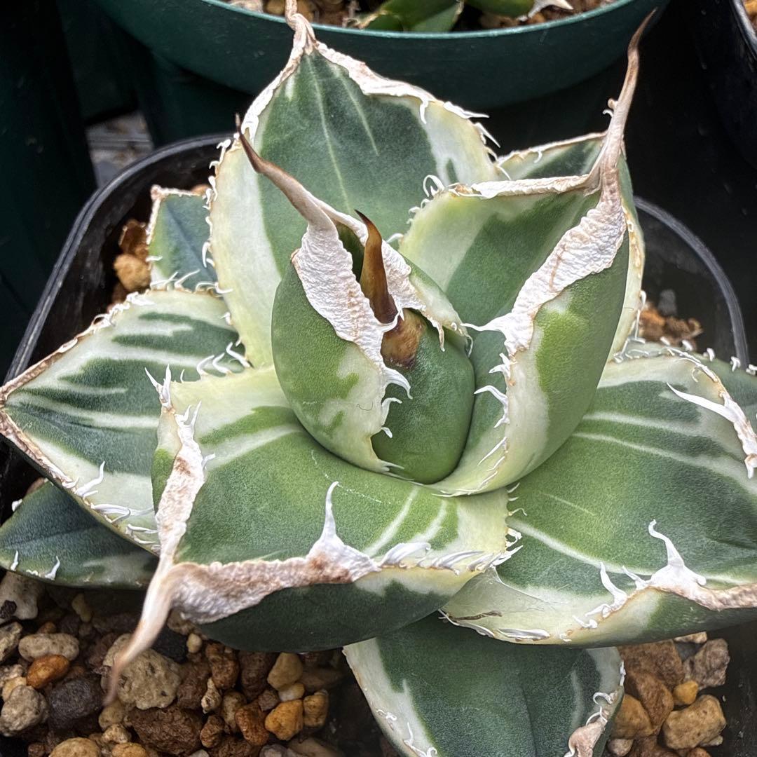 SAD斑入り お試しで買ってみた SAD錦のTC💛 ほんとにSADになるのかはさておき 斑